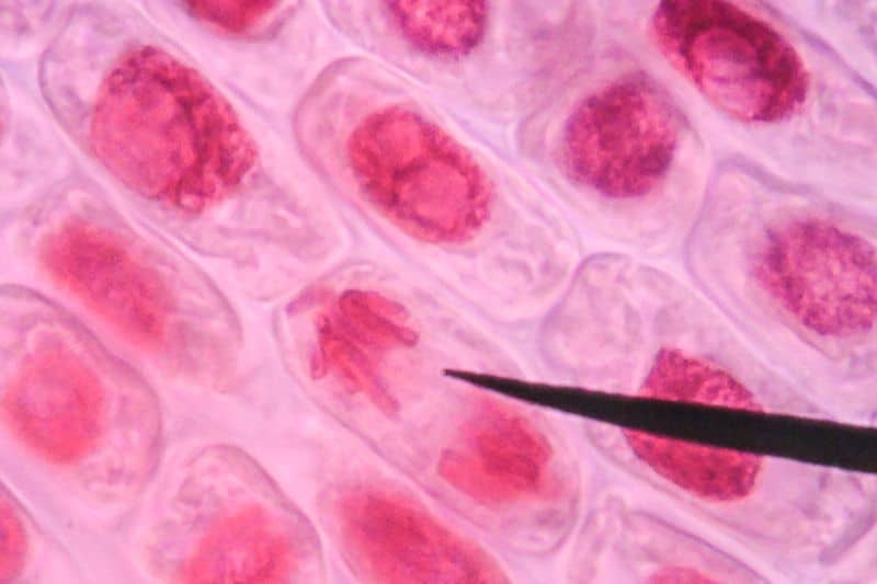 תאים ורקמות הם חלק בלתי נפרד מהגוף